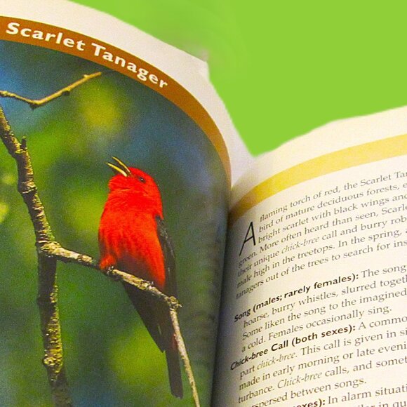 NWOT Know Your Bird Sounds Book Volume 2  Lang Elliott Audio CD Vol 2 - Picture 7 of 14